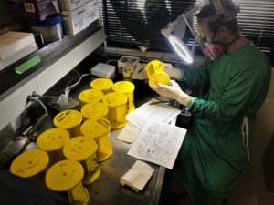 A dozen yellow containers with sticky traps sit on a counter and a lab worker examines one.