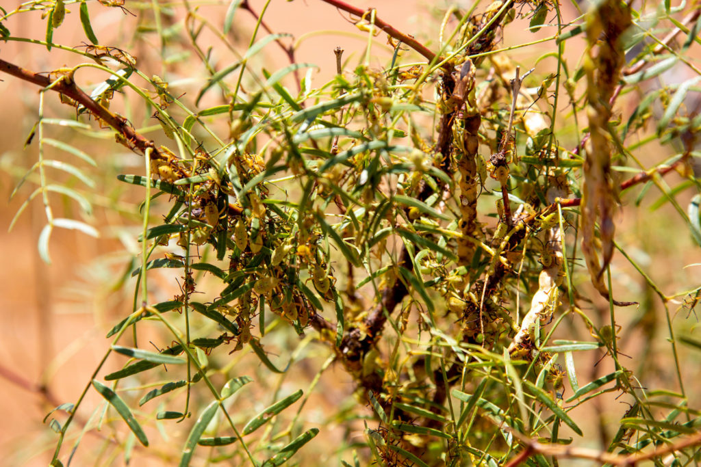 A small segment of mesquite tree has more than 20 visible Mozena bugs on it.