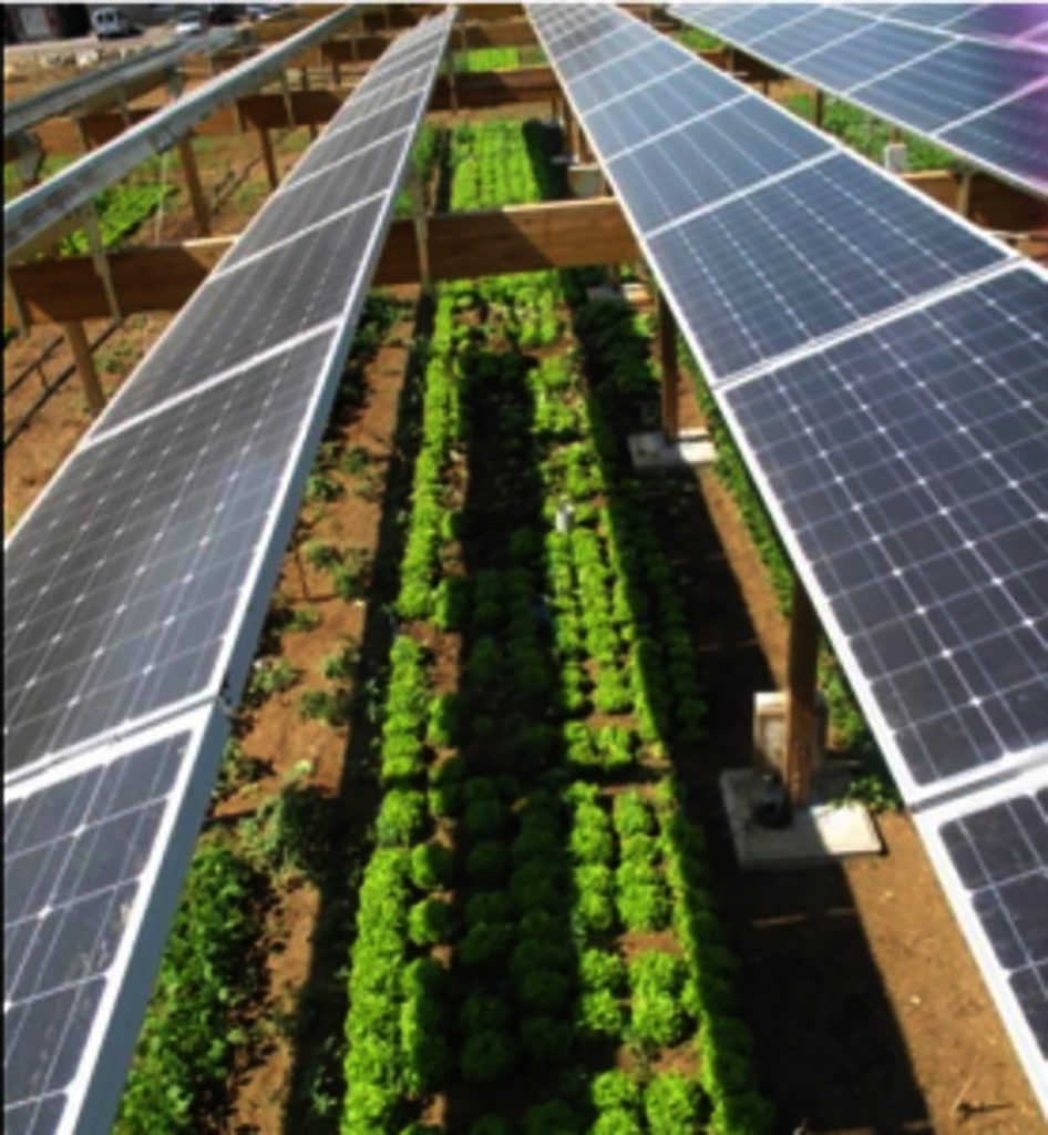 Rows of solar panels can be seen with rows of plants growing between them.