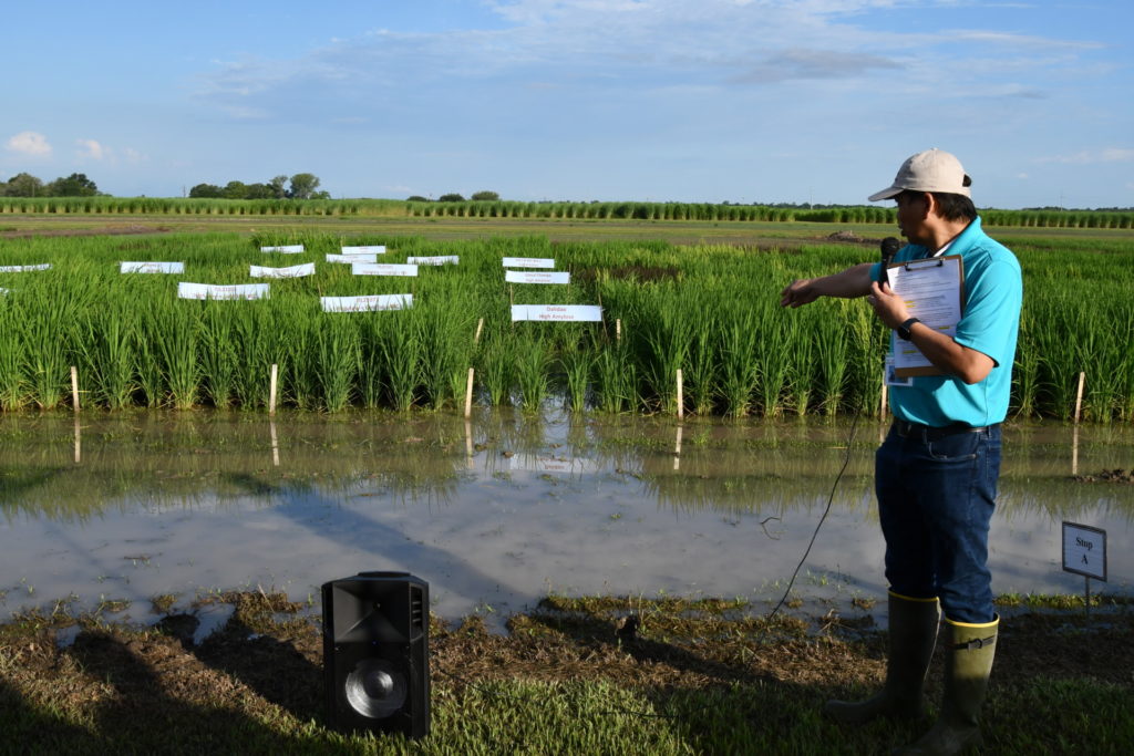 Stanley Omar Samonte stands with wader boots on in front of a flooded rice field with variety signs in it.

