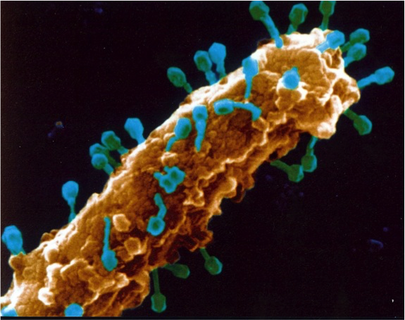 an illustration of a phage - a brown looking stick with blue cells growing from it