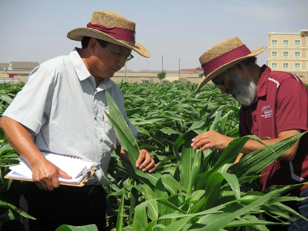 Two men in wide-brimmed hats that partially shade their faces are looking at waist-tall green corn plants.