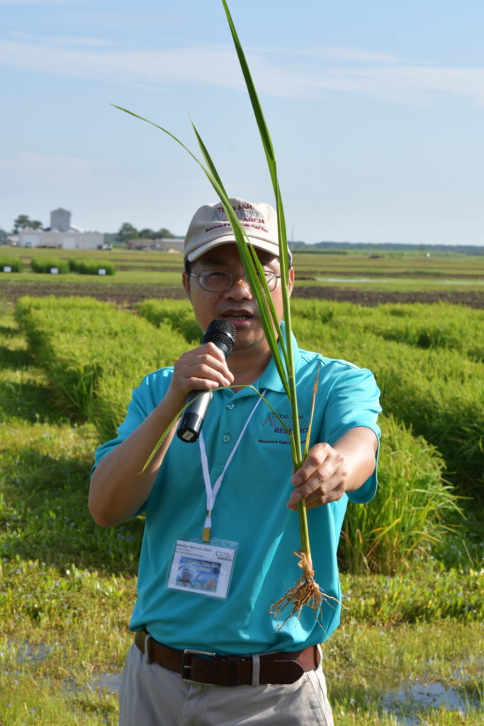 Xin-Gen "Shane" Zhou, a man in the turquoise shirt holds a rice plant up that shows the root system