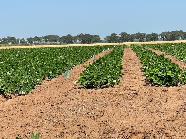 rows of large 'diesel nut' peanut plants on a sandy soil