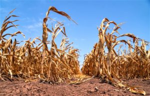 A grain corn field drying down for harvest. leaving dried browning plants against a bright blue sky.