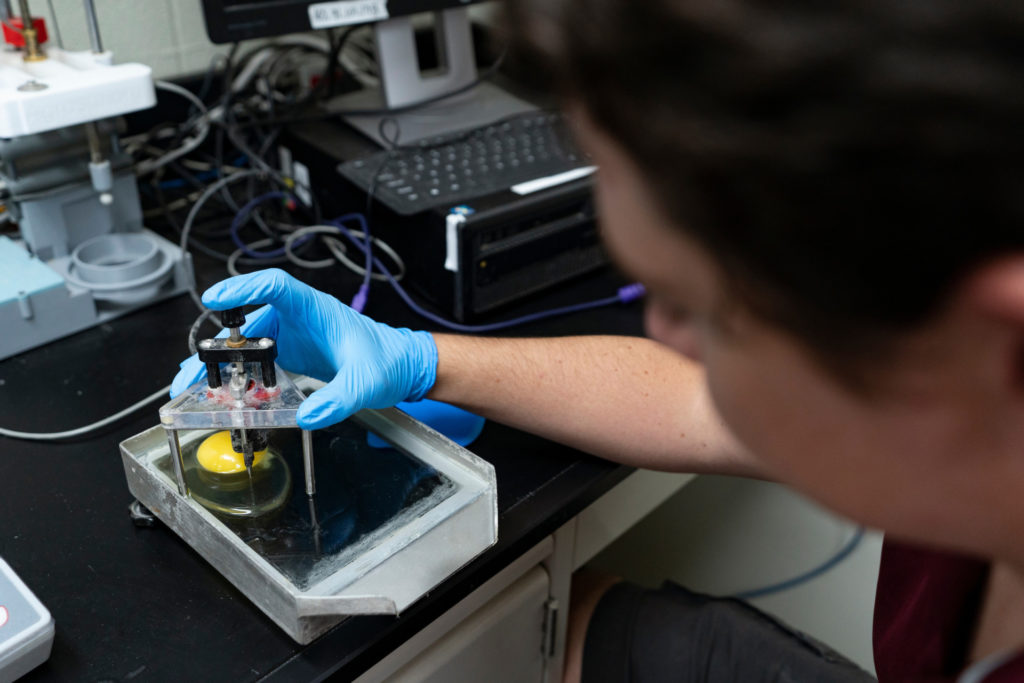 Department of Poultry Science student in laboratory measuring the yolk and white of an egg.