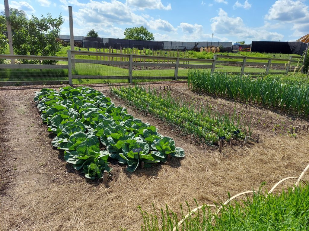 Rows of vegetables inside of a fence. The blue sky has clouds and there are some trees and buildings in the distance