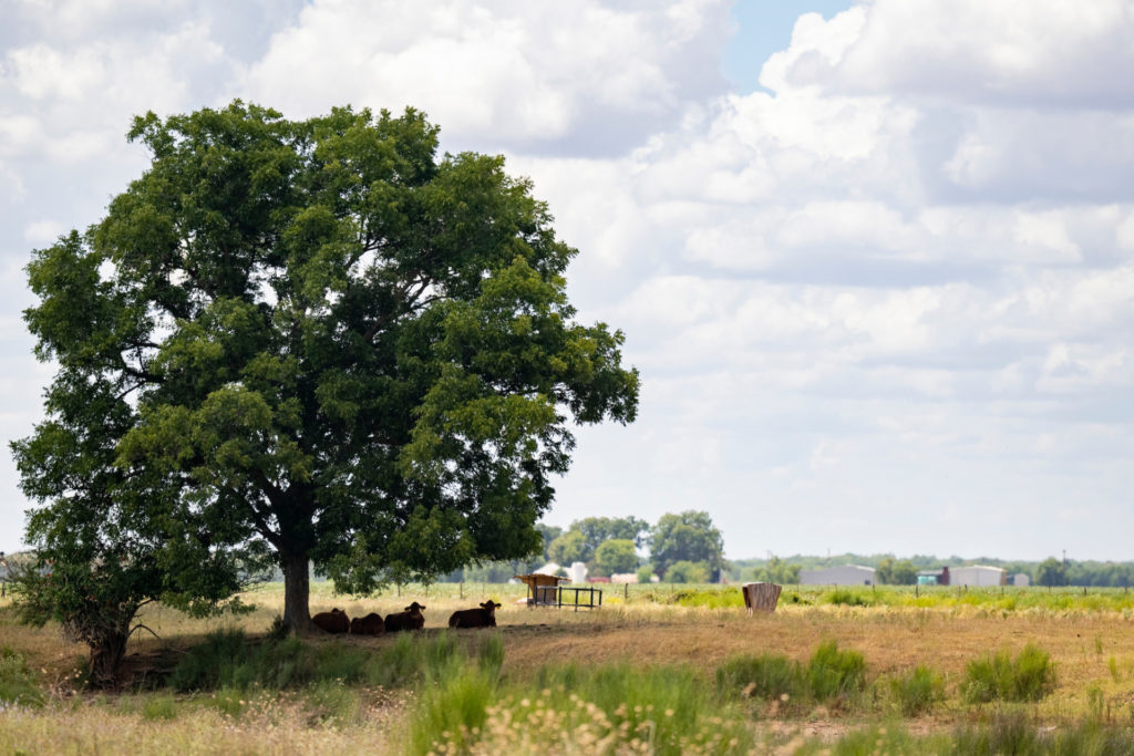 A large tree casts shade for a small group of cattle at the edge of a browning pasture
