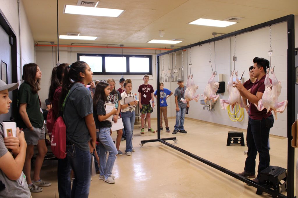 Group of 9-to-18-year-old students attend summer Poultry Judging Camp at Texas A&M University.