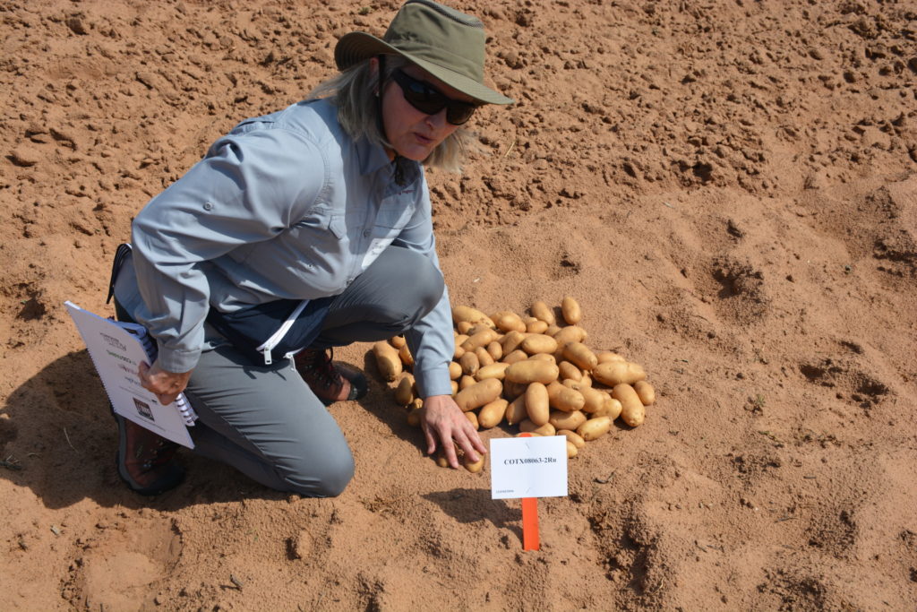 A lady, Isabel Vales, crouches on the ground above a pile of russet potatoes.