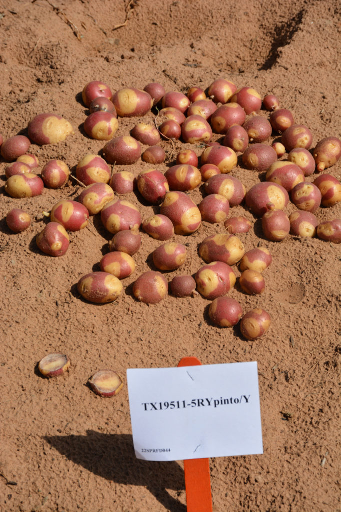 Red and tan skinned potatoes on the ground with the clone identification of TX19511-5RYpinto/Y