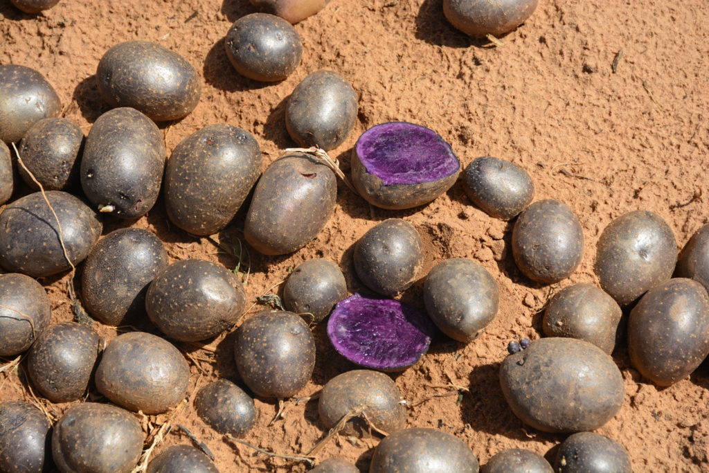 Dark-skinned potatoes lay on the ground with only one cut in half showing a purple interior.