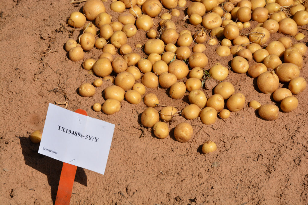 A pile of small potatoes lay on the ground with a sign identifying them as TX19489s-3Y/Y