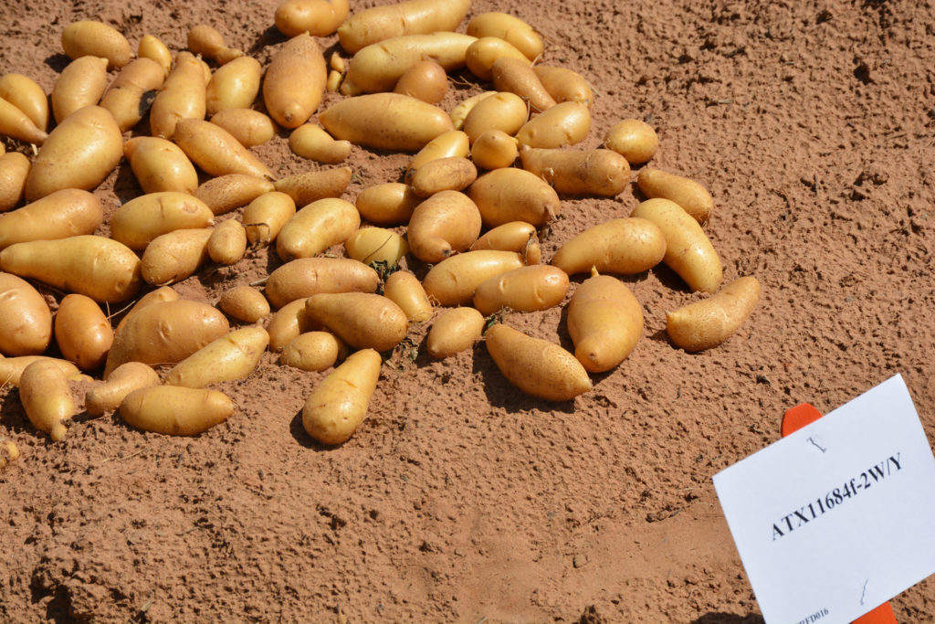 Fingerling potatoes lay on the ground during field trials.