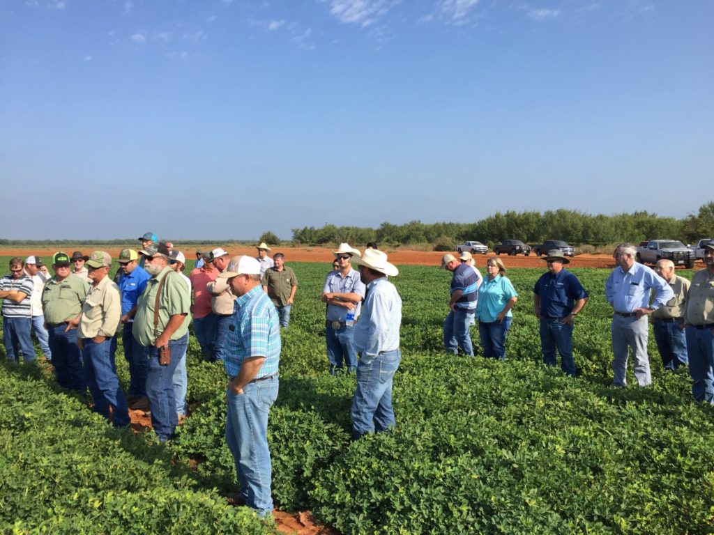 Producers on a peanut tour stand in a field of crops about ankle-high. The group mostly wear jeans and is a mix of men and women, some in ball caps and some in cowboy hats