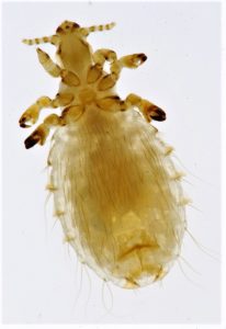 A louse under magnification for the lice study. 