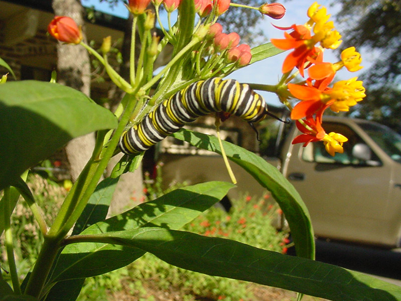 Monarch caterpillar n milkweed