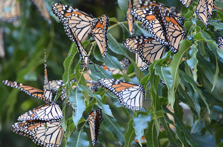 a cluster of monarch butterflies on a tree branch