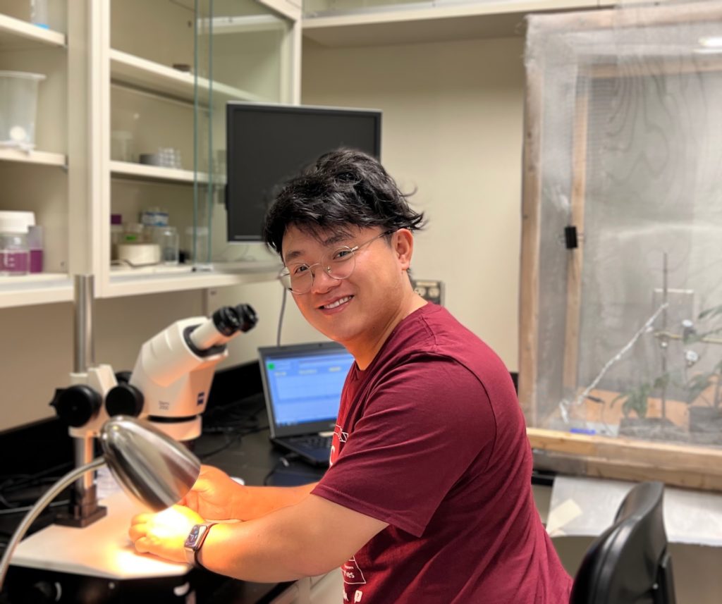 A researcher, Bin Wu, looks at crapemyrtle bark scale through a microscope in a lab