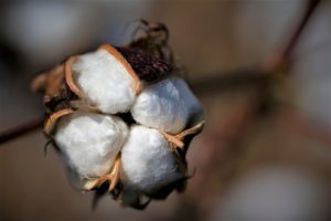 An opened cotton boll. 