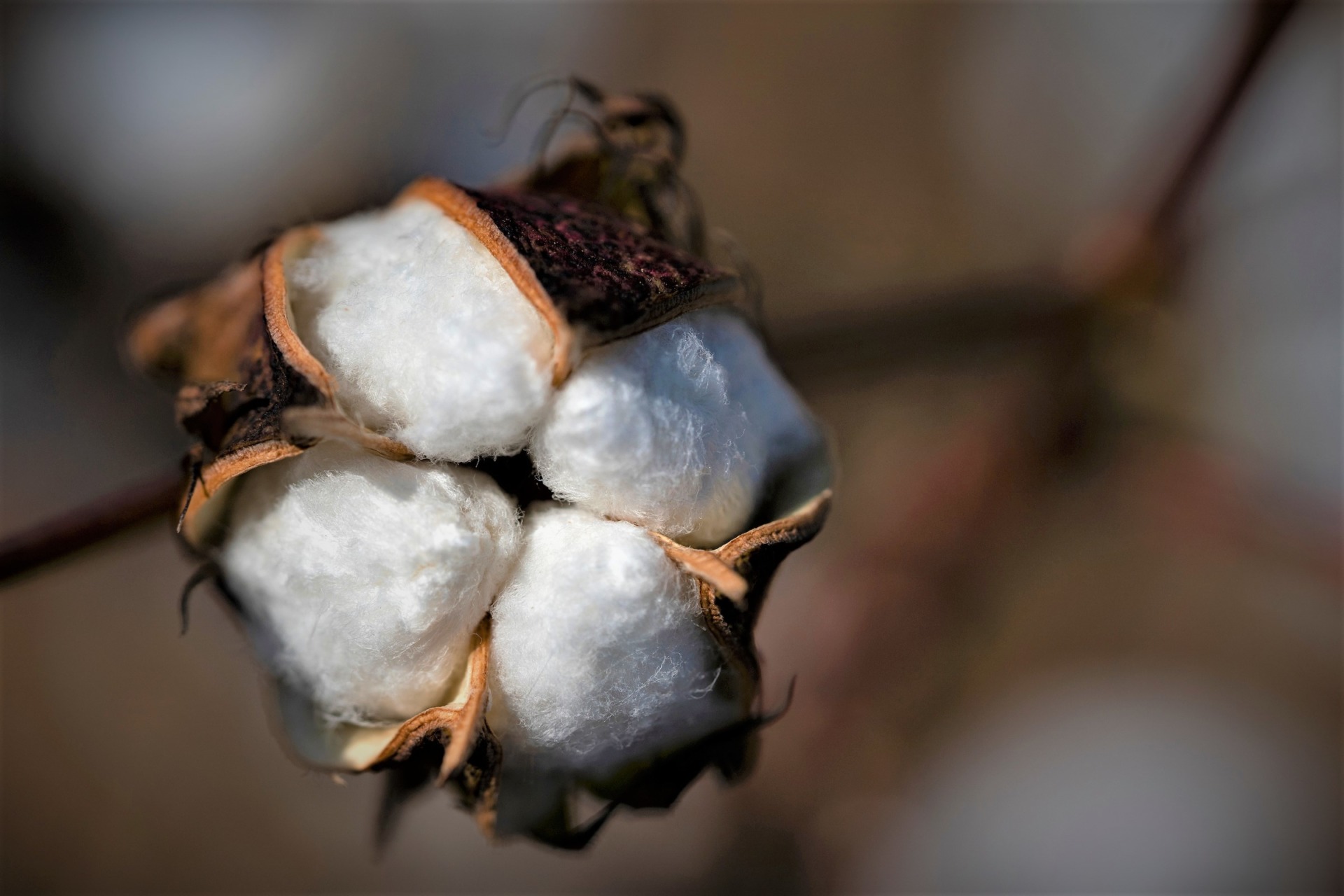 Cotton project paves new path for plant protection - AgriLife Today
