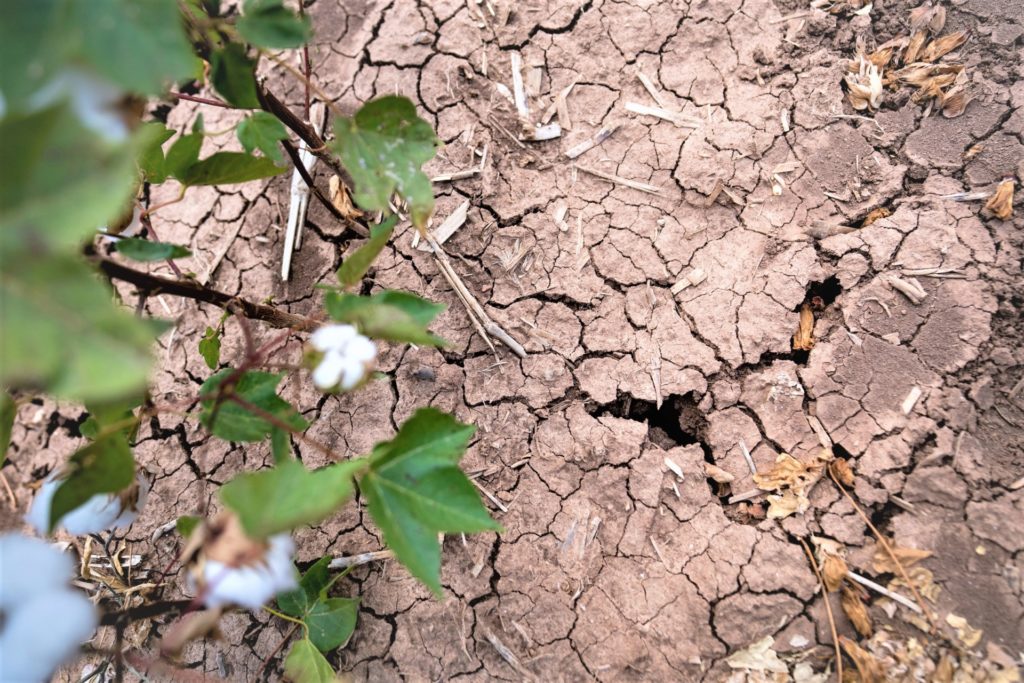 Light brown earth struck by drought is extremely dry and cracked. A cotton plant is in the left side of the frame with a white boll visible.