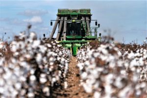 A close up photo of rows of Cotton that is being harvested and the machine can be seen in the background