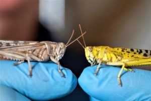 Grasshoppers or locusts in the study, one brown and one bright yellow locust, on a researchers blue-gloved fingers.