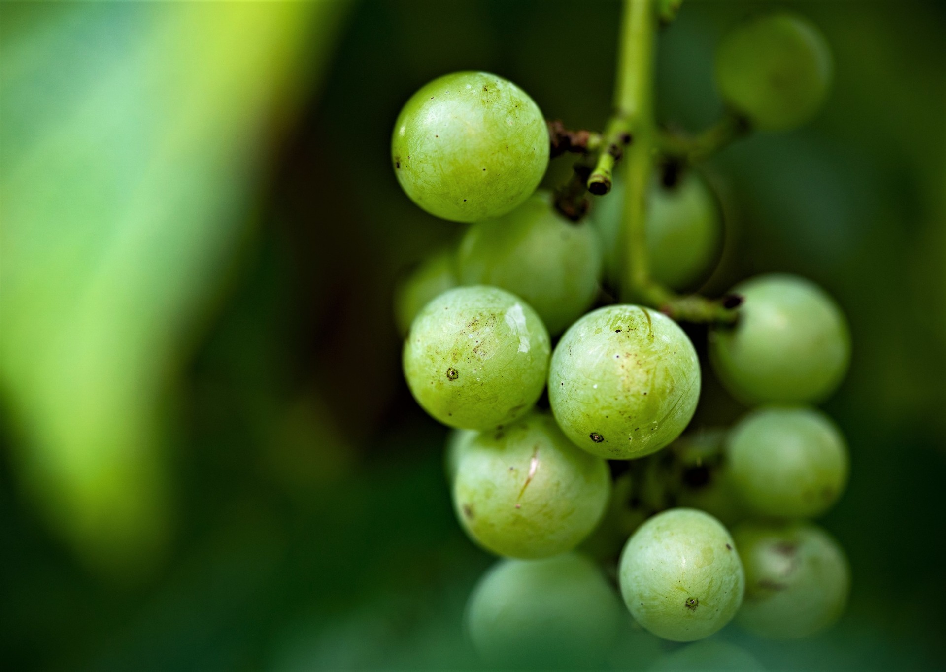 Texas vineyards report low yields, high quality grapes