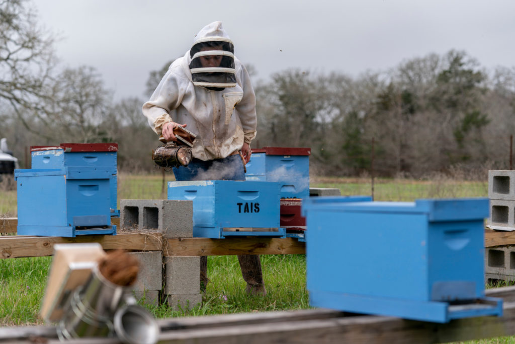 A person in a bee suit works around blue hive boxes