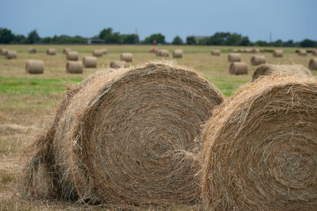 Two hay bales close up with a background of many round bales of hay scattered in the field.