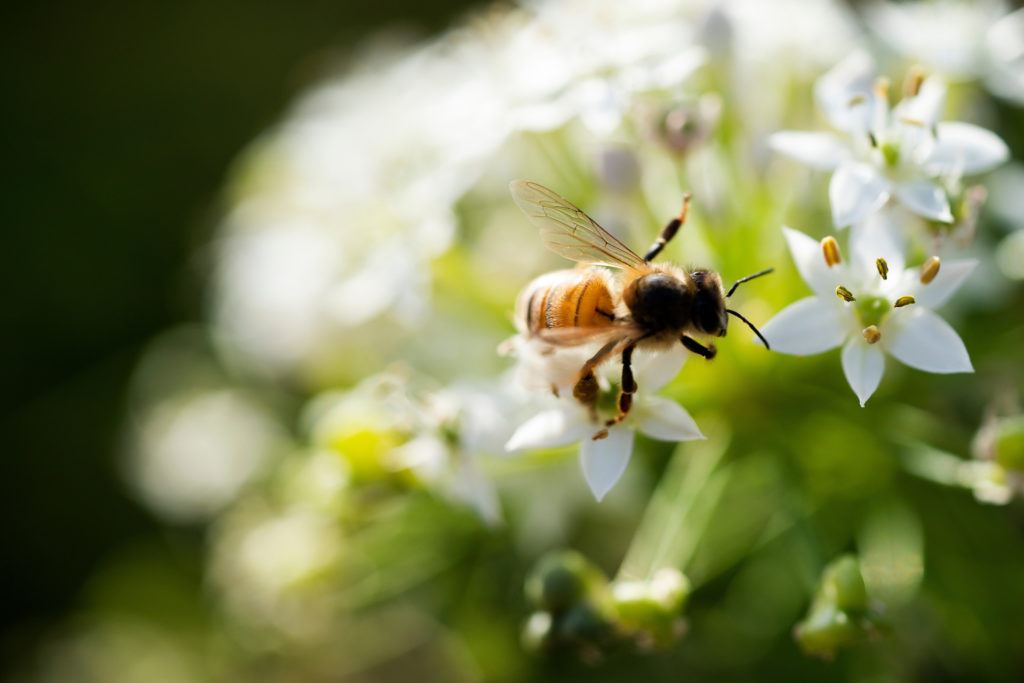 A bee landing on a cluster of white floors. The pollinator is in focus whereas the flower blurs behind her. The Virtual Kids Club will cover pollinators among other topics.