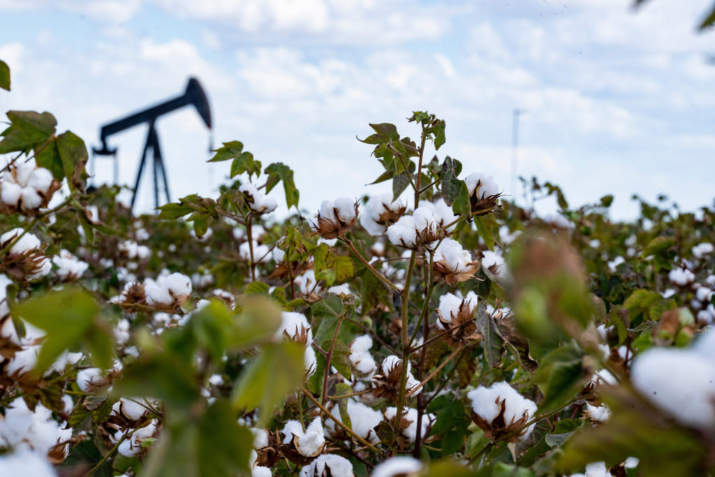 A cotton field with bolls of cotton and a pumpjack in the back. Cotton is one of the climate-smart crops the initiative covers.