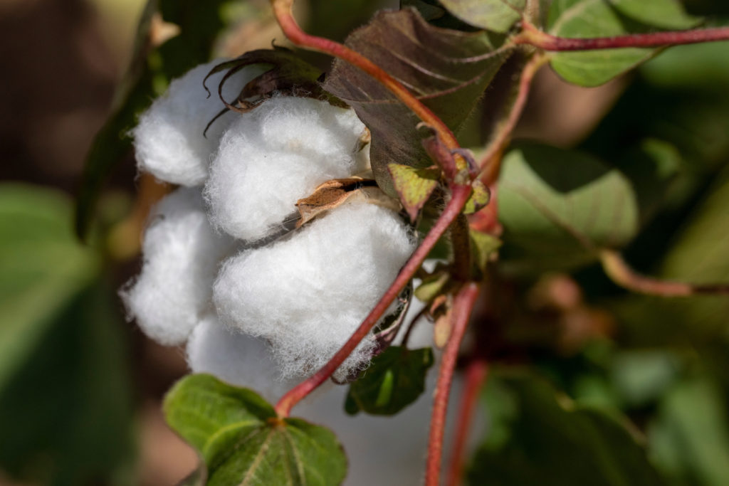 An open cotton boll still on the plant.