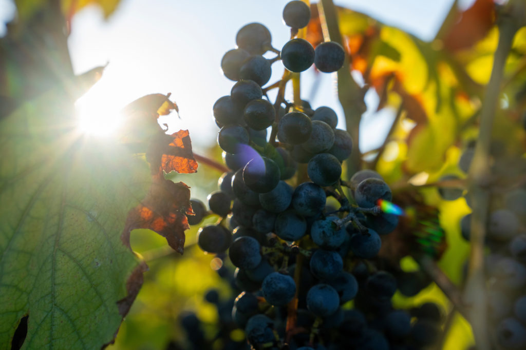 A group of dark purple grapes on a vine. The sun is rising from behind the plant and you can see some of the green leaves have brown and curled edges. 