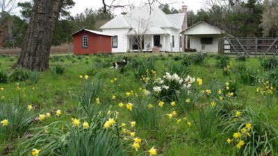 A field of bulb flowers- daffodil and narcissus- grow in front of an old whire farmhouse with a red side building.