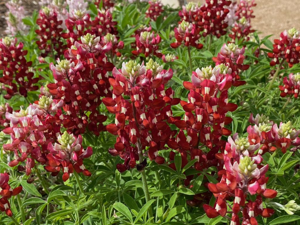 A red Texas Superstar flowering plant. It has multiple pointed buds and bright green leaves.
