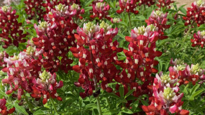 A red Texas Superstar flowering plant. It has multiple pointed buds and bright green leaves.