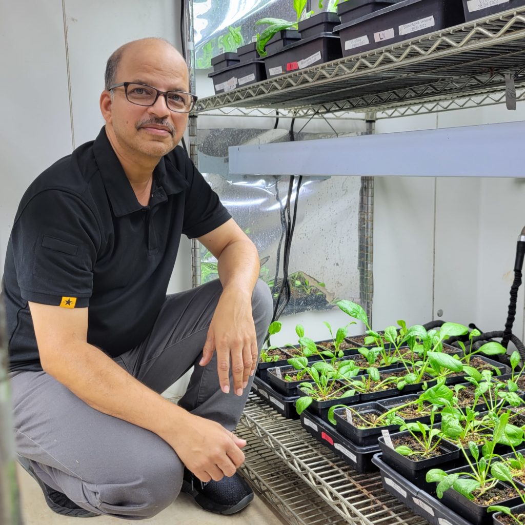 A man in a black shirt, Vijay Joshi, squats down next to some organic spinach samples in a lab atmosphere.