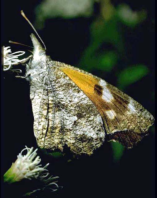 An American snout butterfly, depicted by its beaked nose, grayish color with orange wing band and squared-off hook tail
