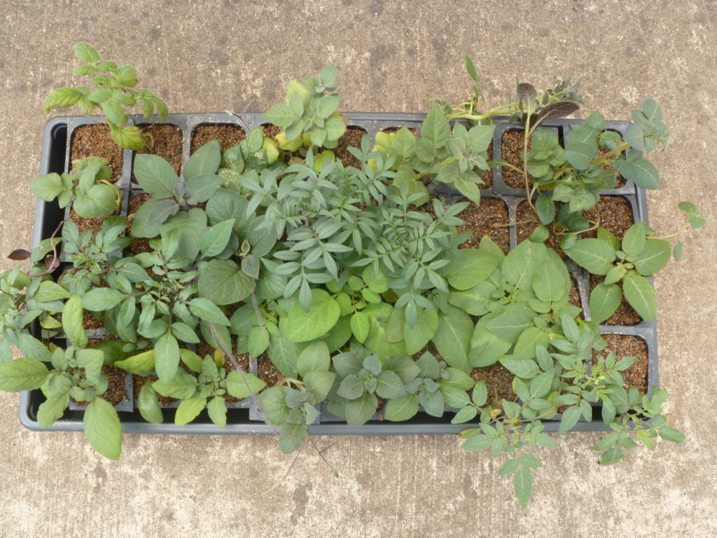 A pot of green plants, which are wild potato accessions use in the new study,