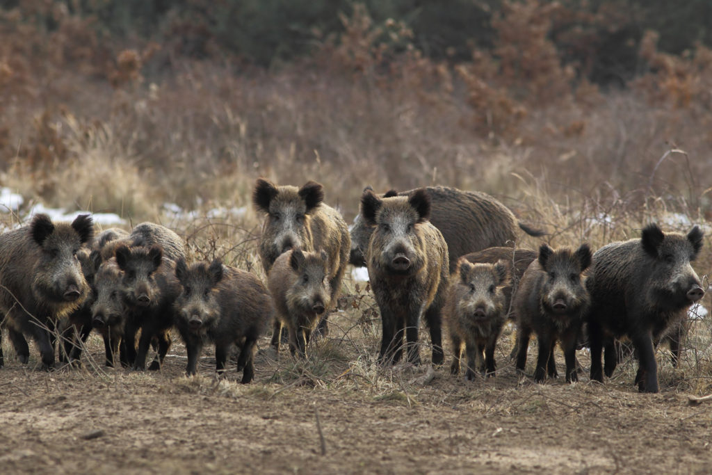 Roughly a dozen wild pigs, also called feral hogs, stands in brush. They are brown and grey in color with an assortment of adults and younger pigs. They all look forward intently.