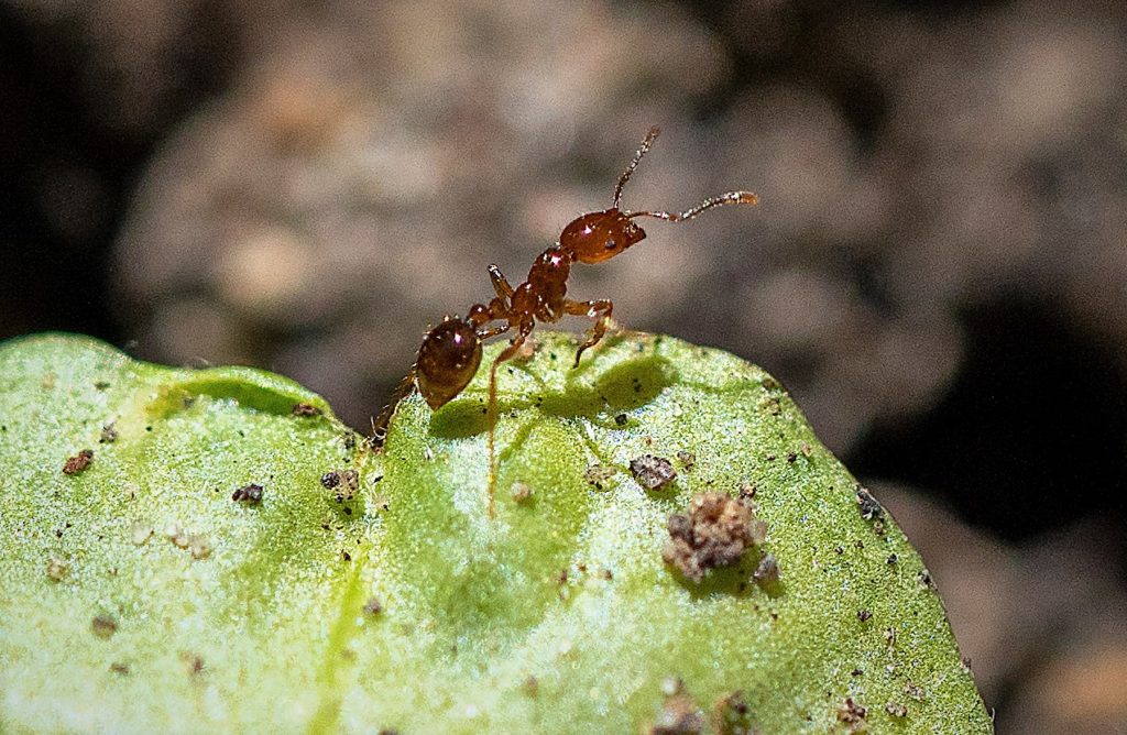 An extreme closeup of an ant on a green leaf. The reddish brown ant has its head raised as if looking at something while standing at the top of a leaf. Ants are among the topics of the Winter CEU event for pesticide applicators.