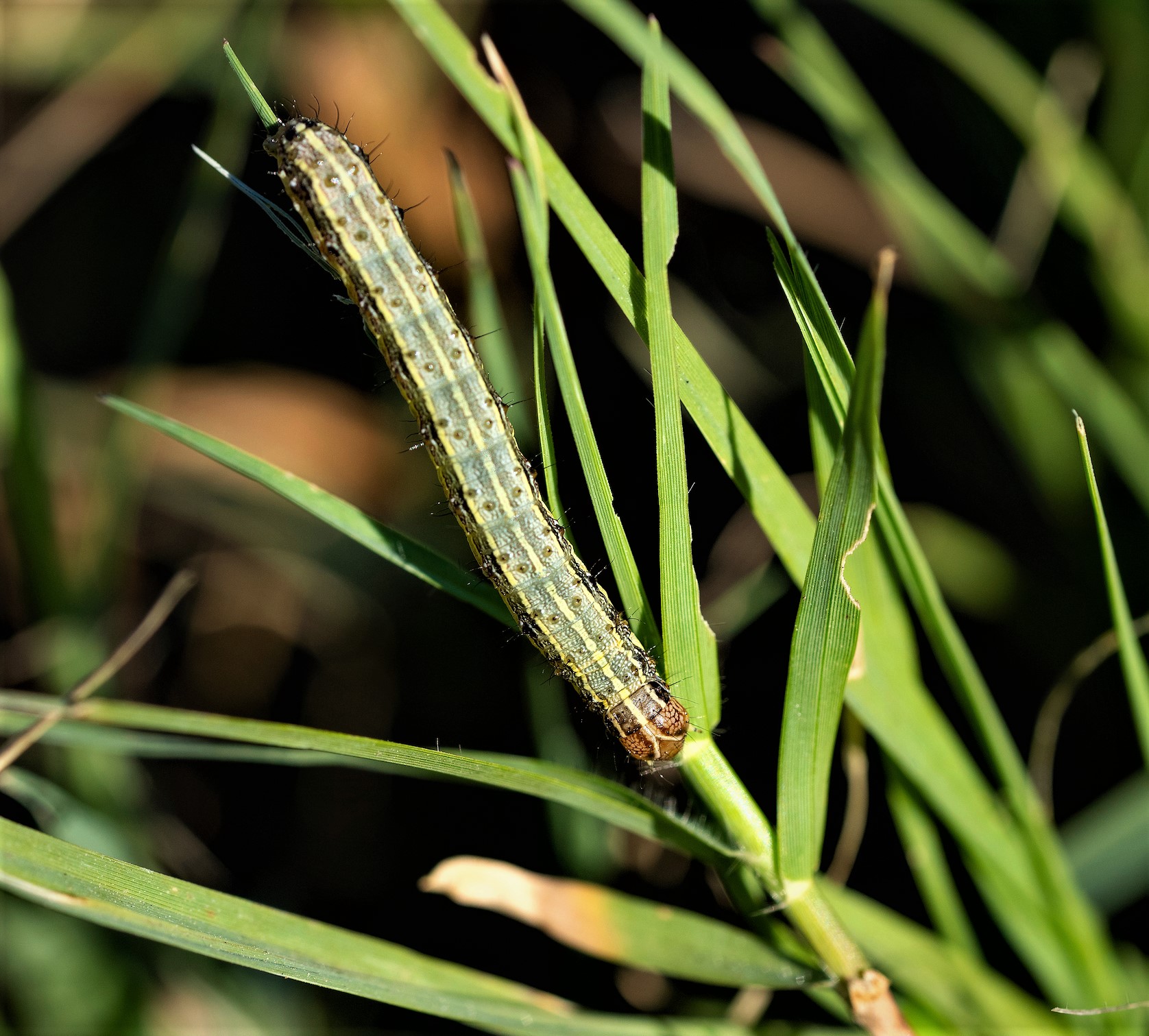 Texas ranchers, forage producers battling fall armyworms