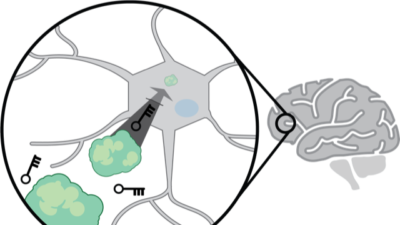 a graphic depicting a protein molecule and a delivery tool heading into a neuron