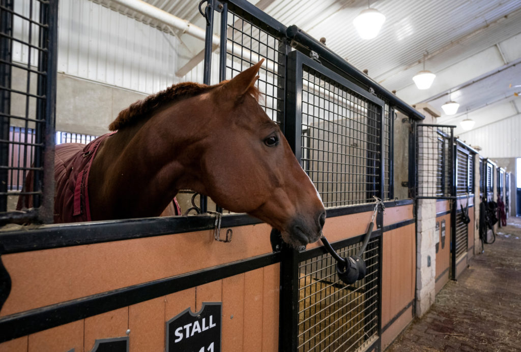 The head of a horse pokes through a stall door