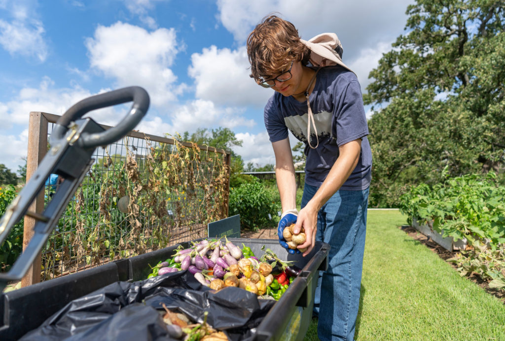 A young man in a hat, Zach Simpson, horticulture intern, puts harvested produce in bins in the Leach Teaching Gardens.