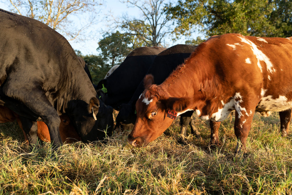 Cattle of different colors graze on grass