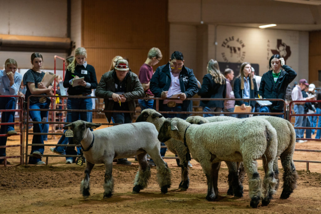 A small group of sheep stand in front of a group of students who are looking over the rail of the fence and judging them