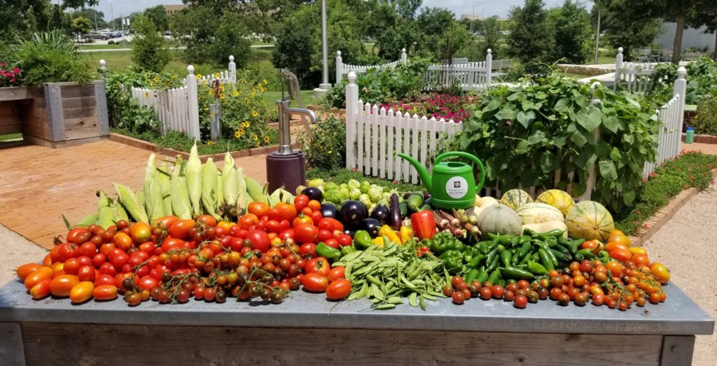 Fresh produce harvested in the Leach Teaching Gardens to donate to the Brazos Valley Food Bank.